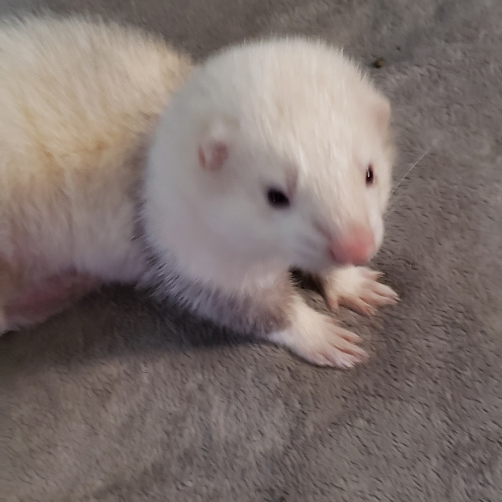 Meet your Posher, Rob